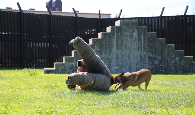 Illustration for article titled What It’s Like To Be Attacked By An Attack Dog